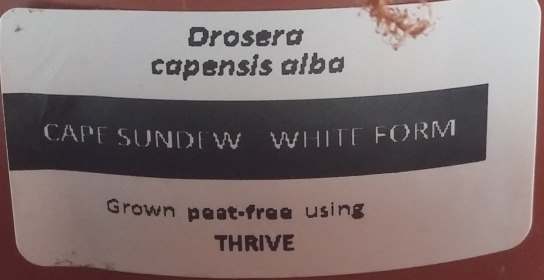 Grown peat free using Thrive